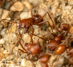 Pogonomyrmex