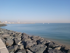 Chroicocephalus ridibundus