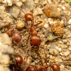 Pogonomyrmex