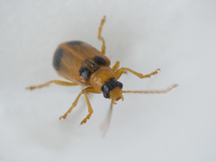 Phyllobrotica quadrimaculata
