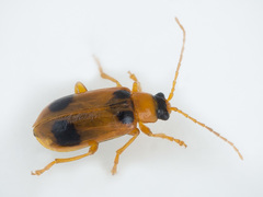 Phyllobrotica quadrimaculata