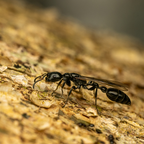 Tetraponera attenuata