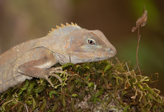 Lophosaurus spinipes