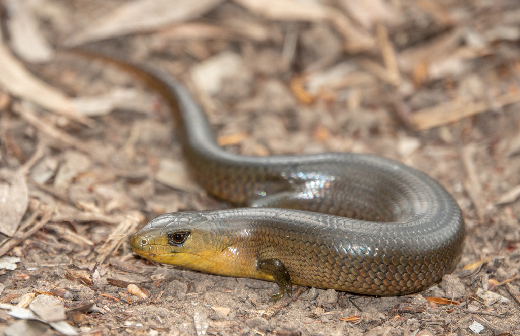 Coastal She-Oak Slender Bluetongue