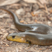 Mainland Sheoak Skink - Photo (c) Simon Gorta, some rights reserved (CC BY-NC), uploaded by Simon Gorta