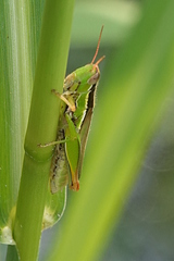 Bermius