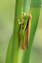Bermius