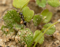 Dorymyrmex insanus