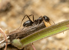 Dorymyrmex insanus