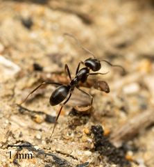 Dorymyrmex insanus
