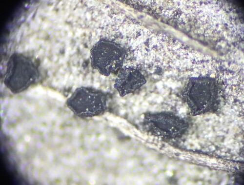 Patellaria atrata observed 2025-10-31