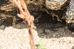 Sceloporus occidentalis