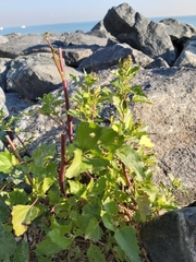 Chenopodiastrum murale