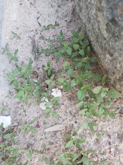 Chenopodiastrum murale