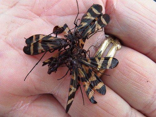 Nuptial Scorpionfly