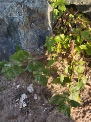 Chenopodiastrum murale