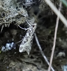 Scoparia melanoxantha