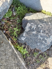 Chenopodiastrum murale