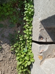 Chenopodiastrum murale