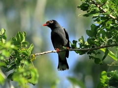 Chestnut-Fronted Helmetshrike photo 1