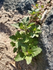 Chenopodiastrum murale