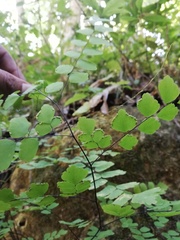 Adiantum amplum