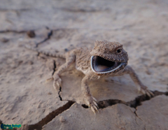 Phrynocephalus persicus