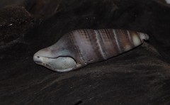 Ophiodermella inermis