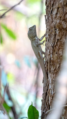 Lophosaurus spinipes
