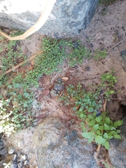 Chenopodiastrum murale