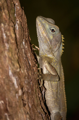 Lophosaurus spinipes