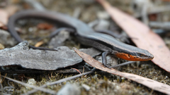 Acritoscincus platynotus