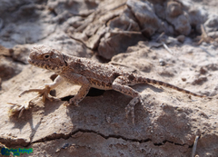 Phrynocephalus persicus