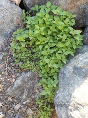 Chenopodiastrum murale