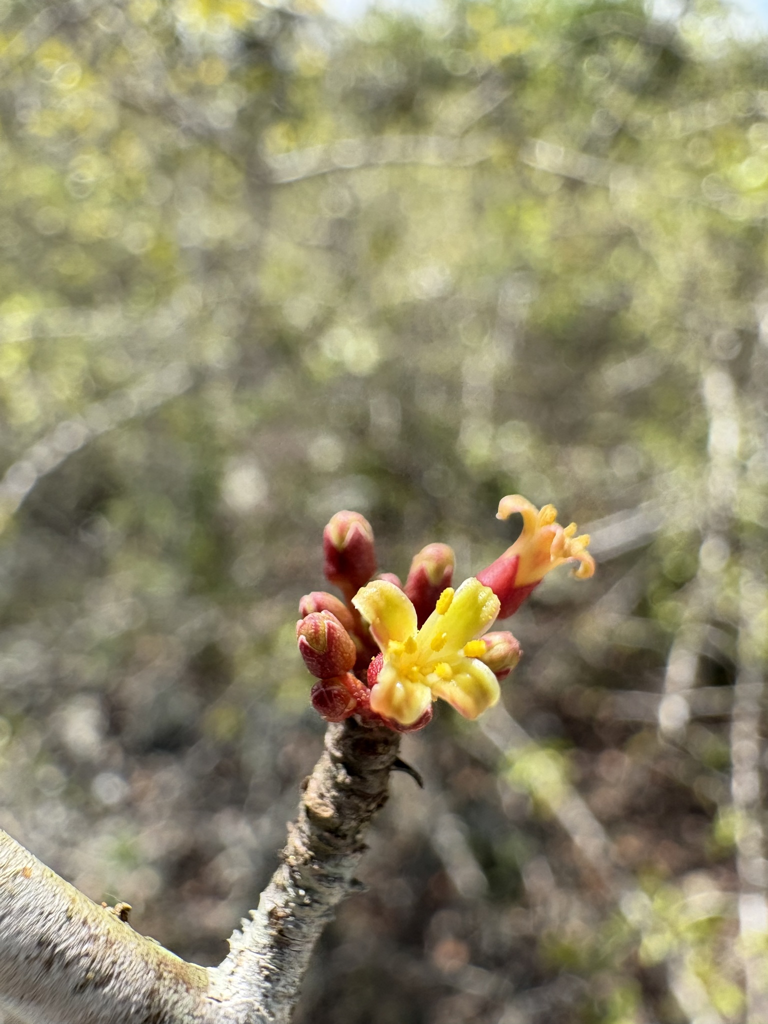 Commiphora leptophloeos