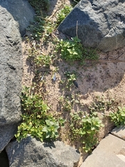 Chenopodiastrum murale