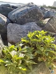 Chenopodiastrum murale