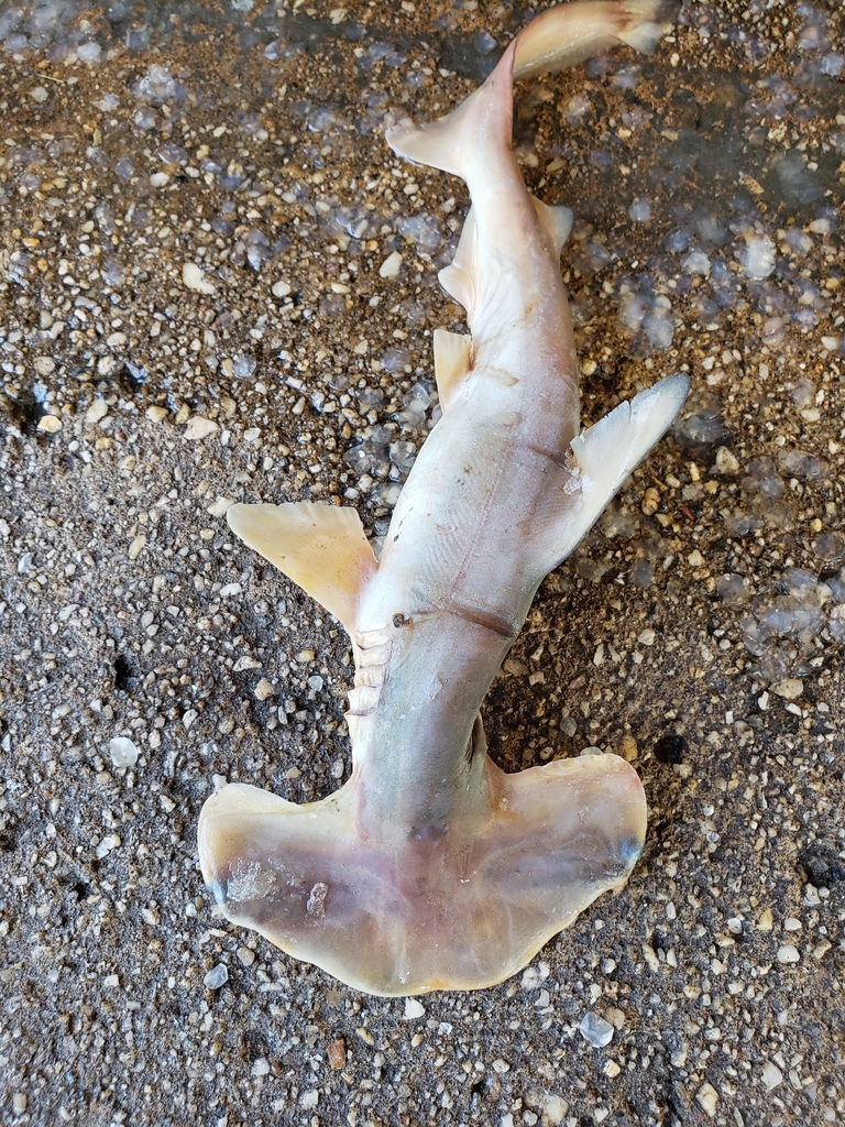 Bonnet (Sphyrna tudes) — Sphyrnidae