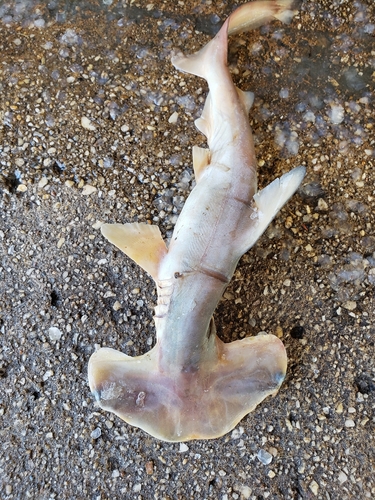 Bonnet (Sphyrna tudes) — Sphyrnidae
