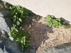 Chenopodiastrum murale