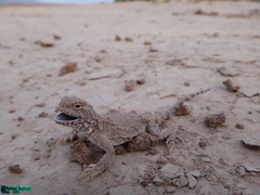 Phrynocephalus persicus