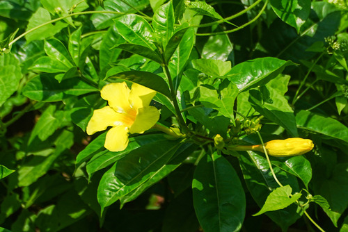 Allamanda cathartica