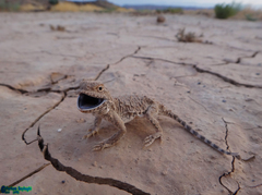 Phrynocephalus persicus