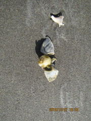 Dosima fascicularis
