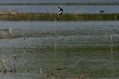 Ceryle rudis leucomelanurus