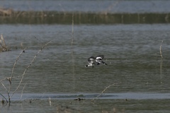 Ceryle rudis leucomelanurus