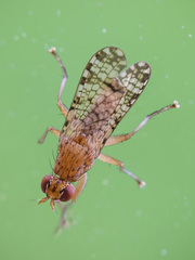 Euthycera chaerophylli