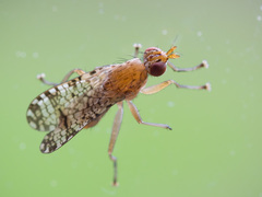 Euthycera chaerophylli