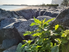 Chenopodiastrum murale