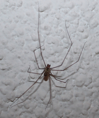 Psilochorus pullulus